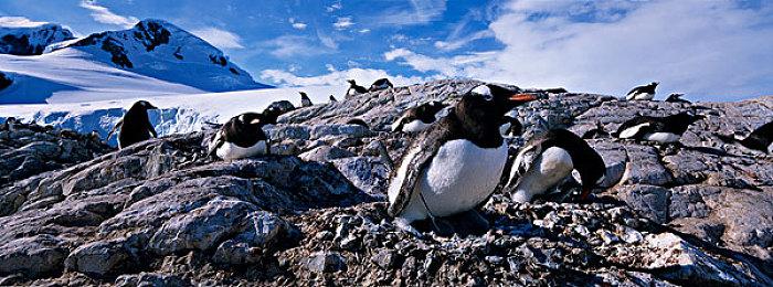 官方提醒 《宝可梦传说Z-A》能带回旧作宝可梦单向不可逆