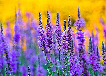 Fami通本周评分出炉 《光环：无限》获34分